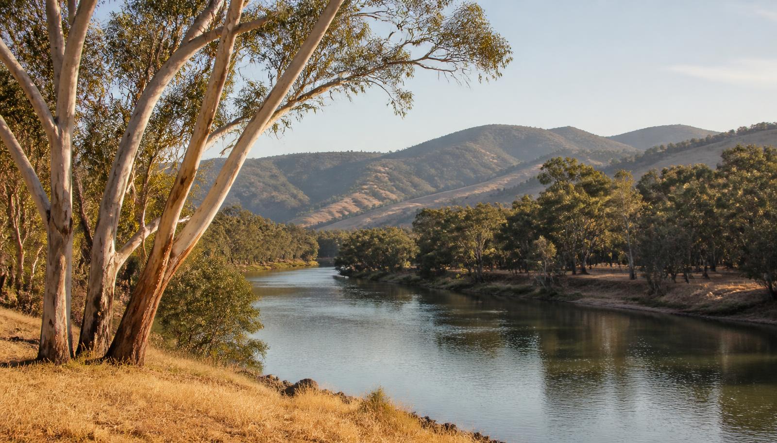 River red gums beside a river with dry golden grass and low hills in the distance